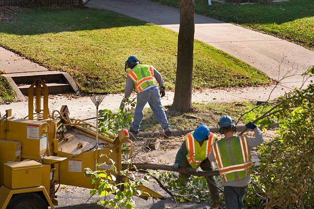 Tree Root Removal in Wahoo, NE